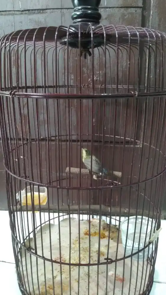Burung dan sangkar