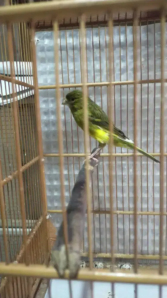 Burung kenari AF betina produksi