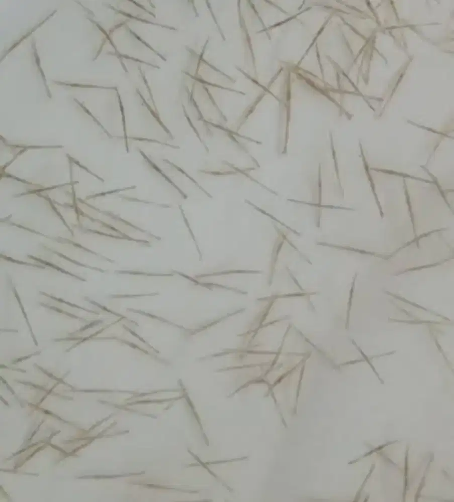 Bibit udang tiger PL 10 minimum order 20ribu/bibit