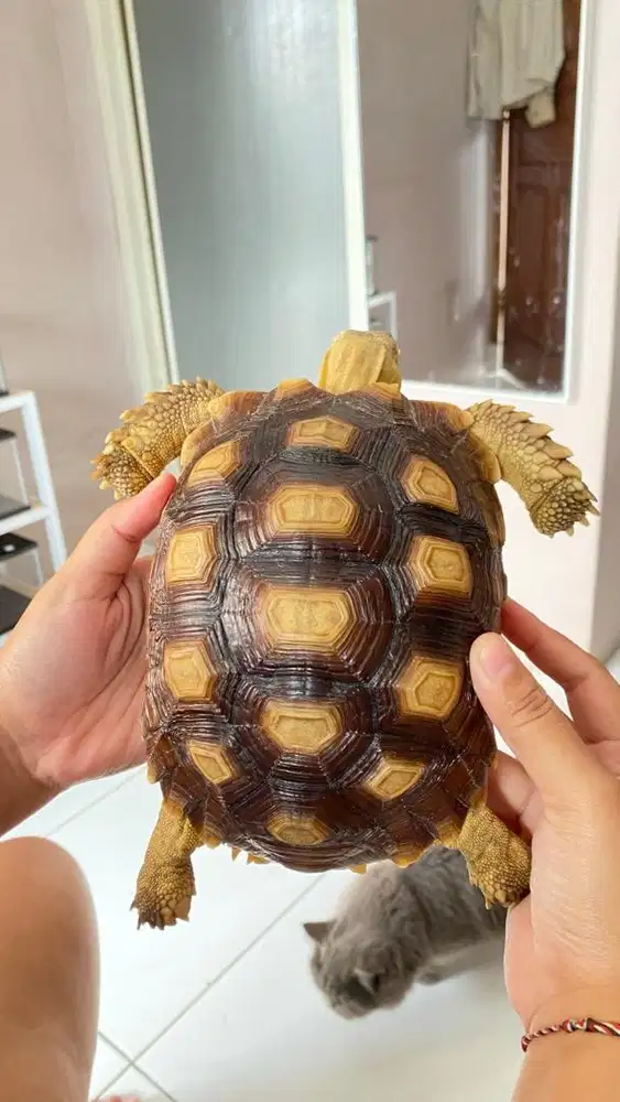 SULCATA 18 CM, KOTA BANDUNG