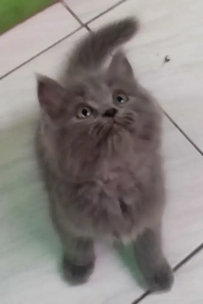 Dijual Cepat Anak Kucing Persia Bulu Kapas Per Ekor