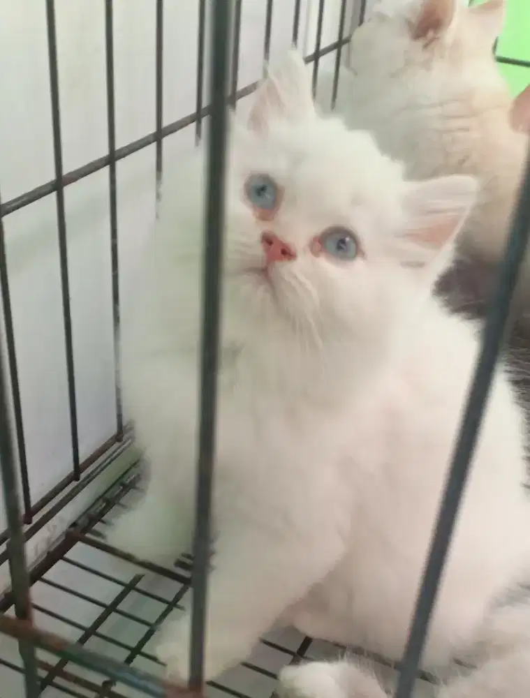 Dijual Cepat Anak Kucing Persia Bulu Kapas Per Ekor