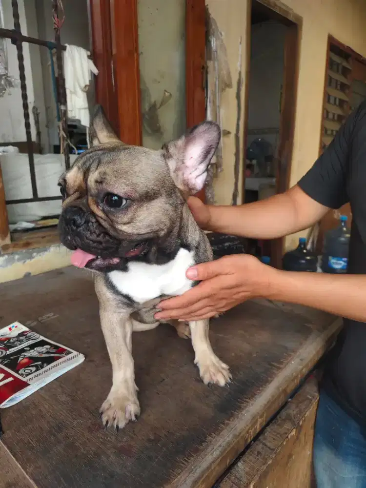French Bulldog betina