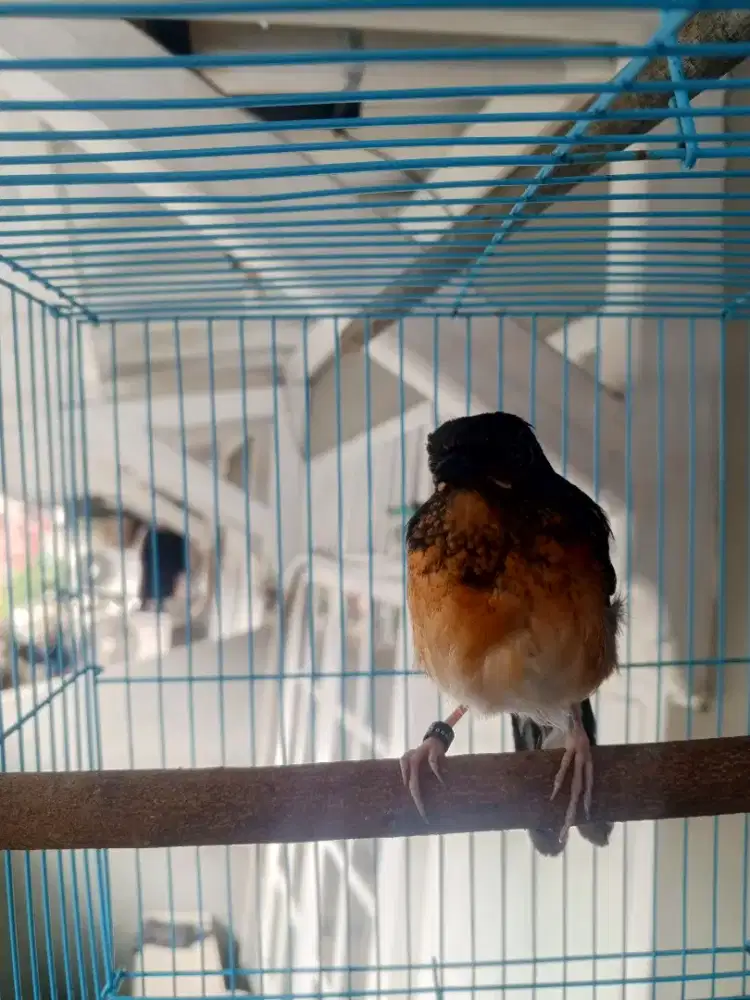 Murai batu trotol garansi jantan