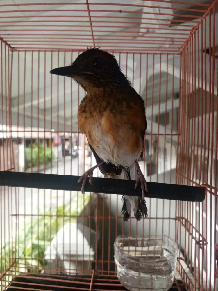 Murai batu trotol jantan