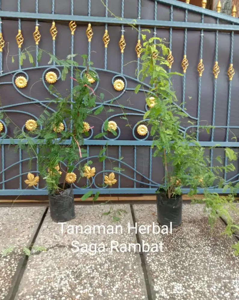 Tanaman Obat Daun Saga