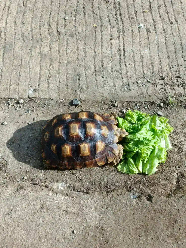 Saya sedang mencari pekerjaan PP