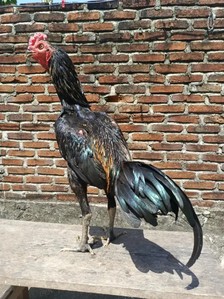 Ayam pamangon tampar²