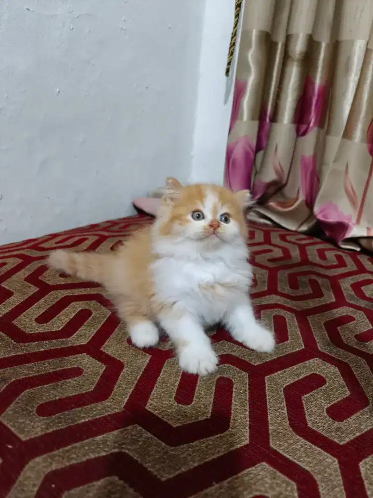 Kitten Persia jantan