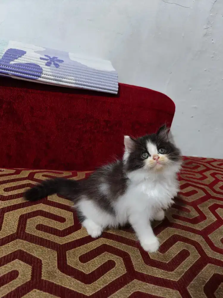 Kitten Persia jantan