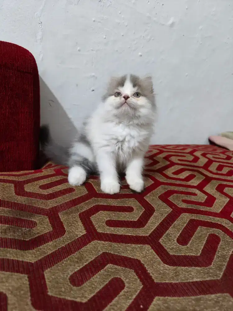 Kitten Persia betina