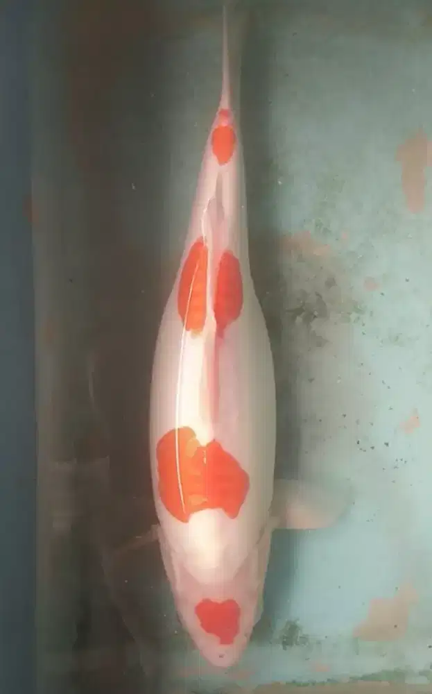 Jual ikan koi blitar