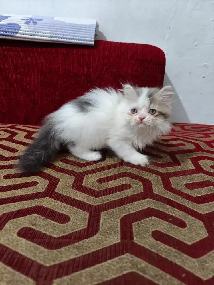 Kitten Persia betina
