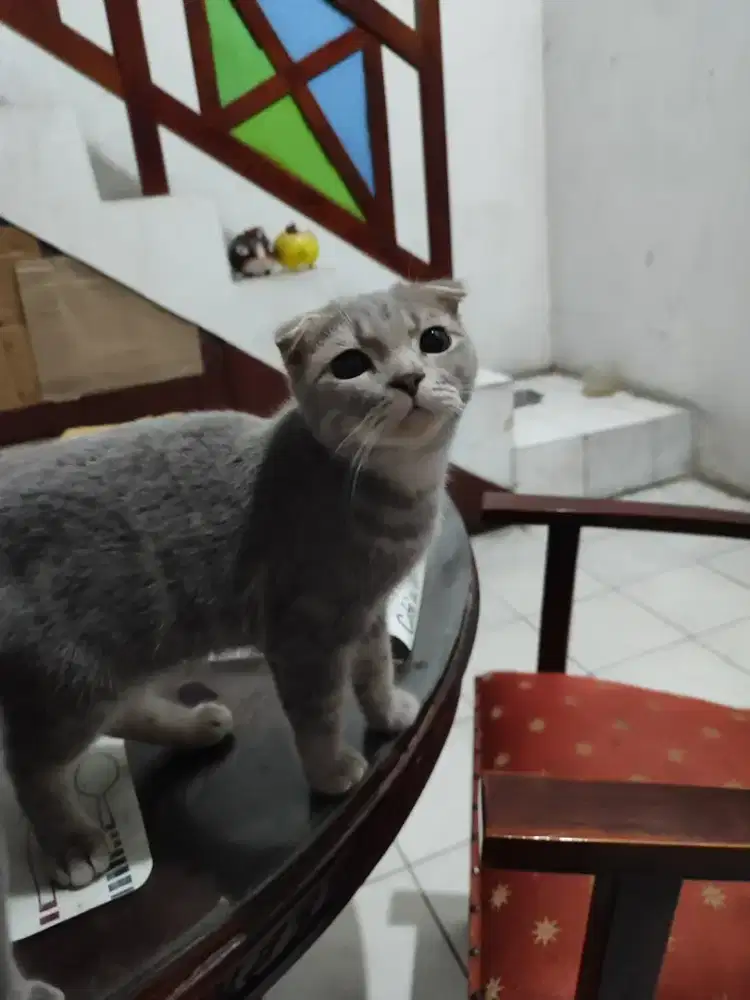 Anakan Kucing\Kitten ras Scottish