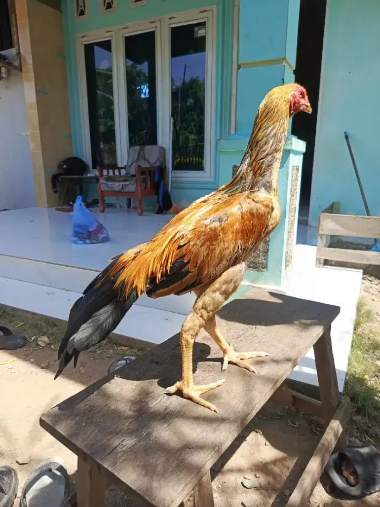 Ayam ekor lidi muda