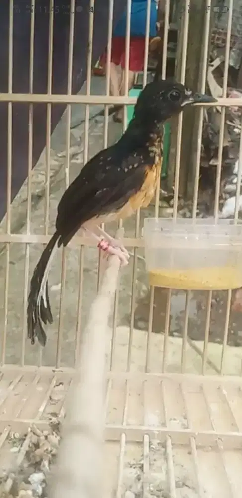 Trahan ekor melengkung