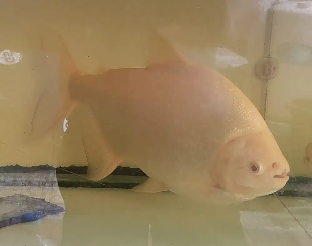Ikan Pacu Albino Jumbo dan Hitam