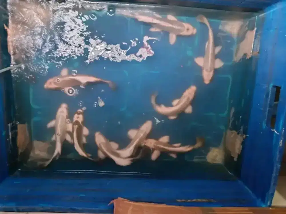 Ikan koi ogon borongan