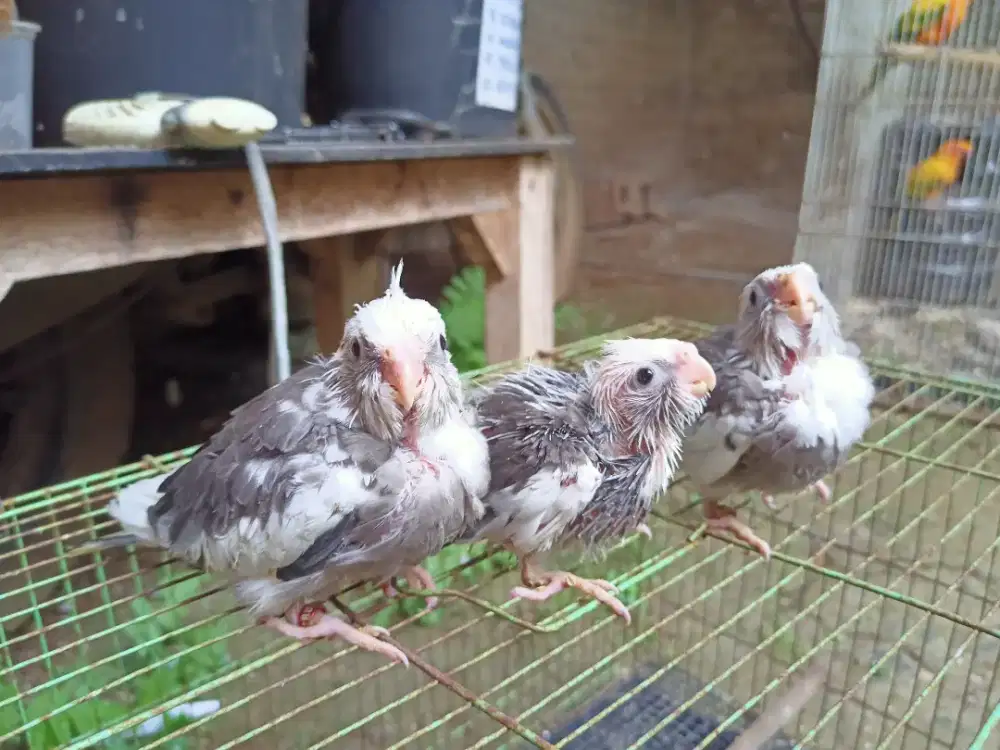 Lolohan Parkit Australia