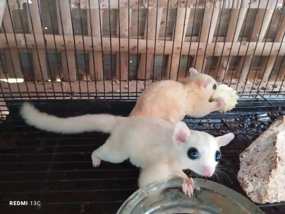 Sepasang sugar glider leucistic