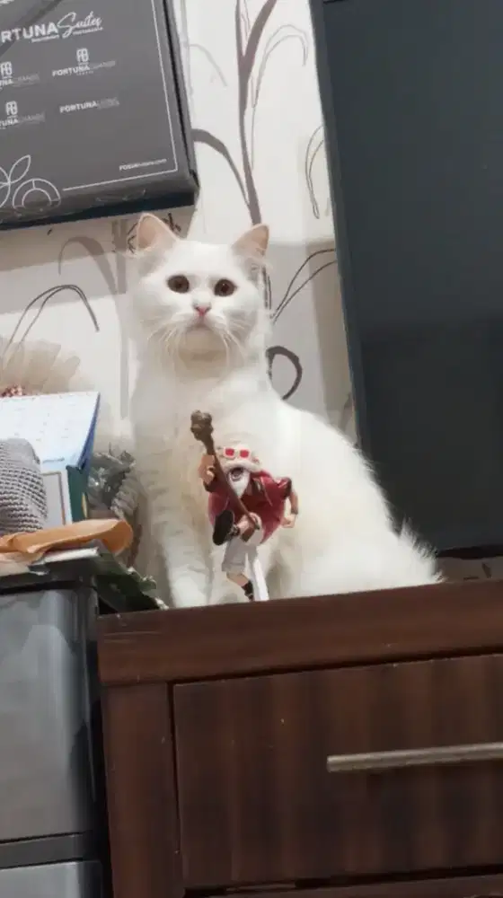 Jantan White Solid Mata Cooper