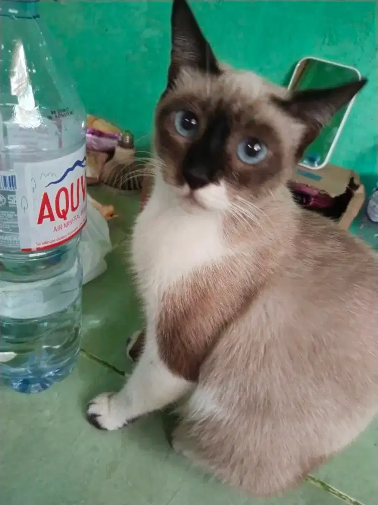 Dijual kucing siam