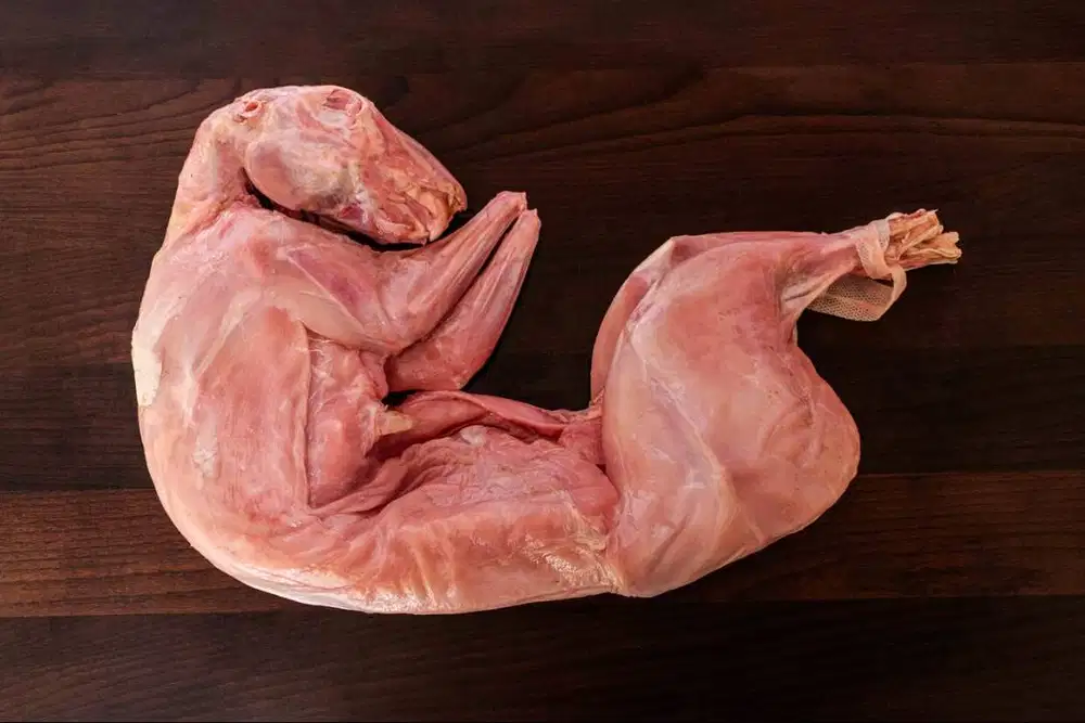 Daging Kelinci Pakan Hewan Reptil