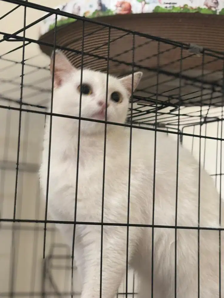 BSH BETINA WHITE SOLID