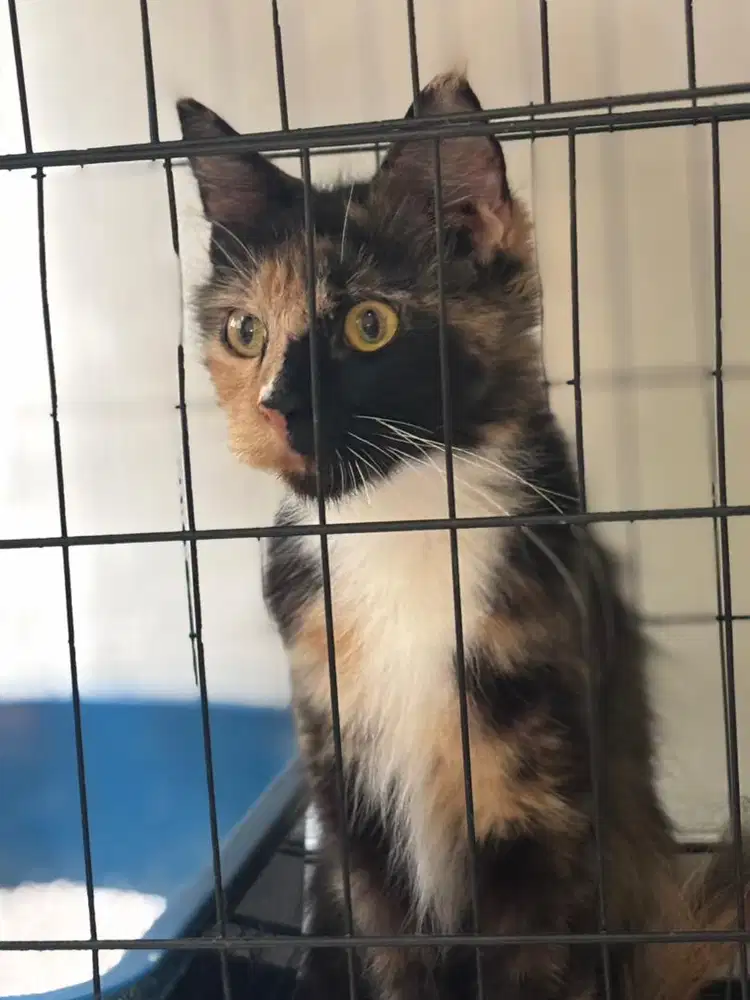 Mainecoon betina hamil