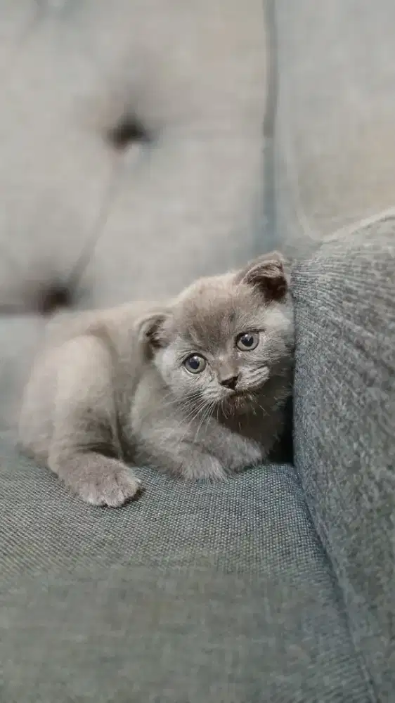 Lepas Adopsi BSH scottish