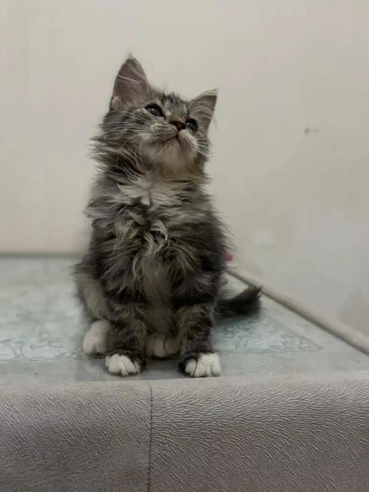 Mainecoon kitten