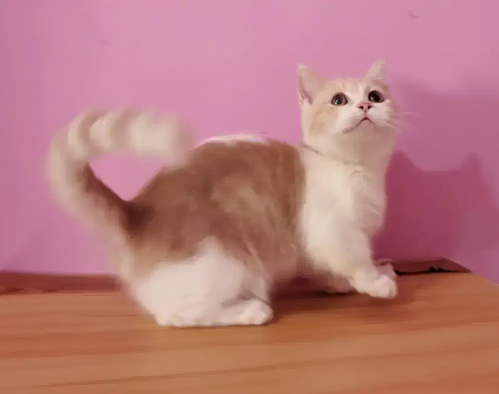 Kucing kitten munchkin jantan