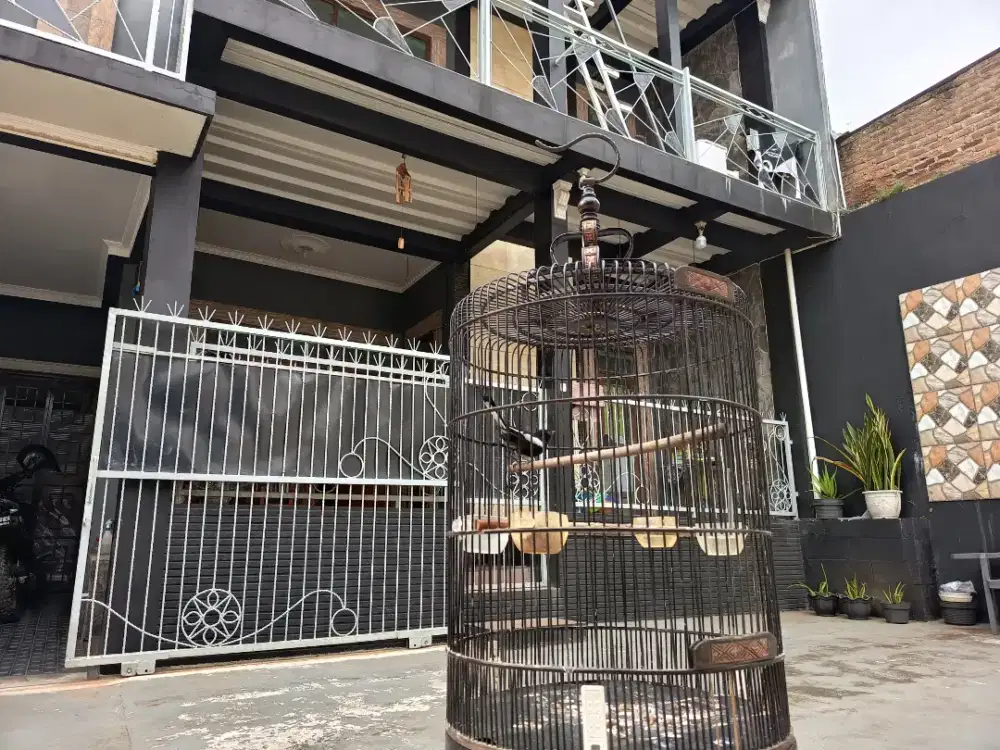 Kacer Jawa tua hutan