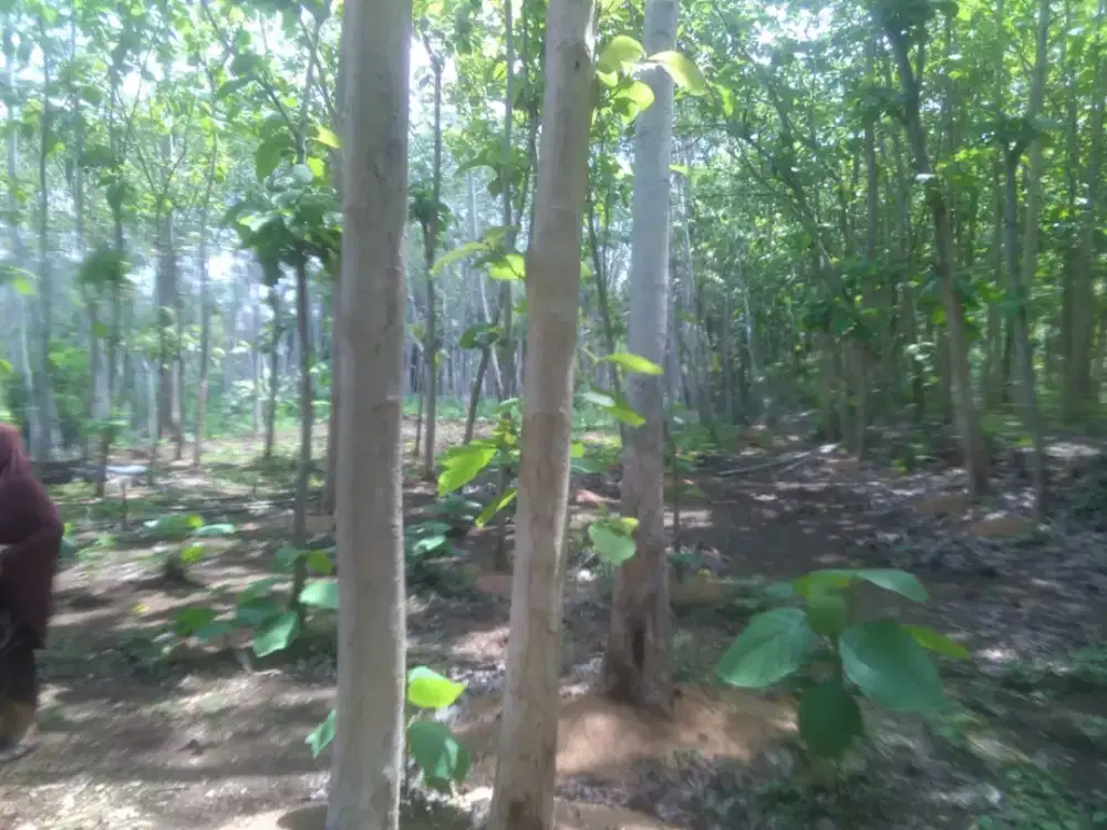 Di jual Tanah kebun jati