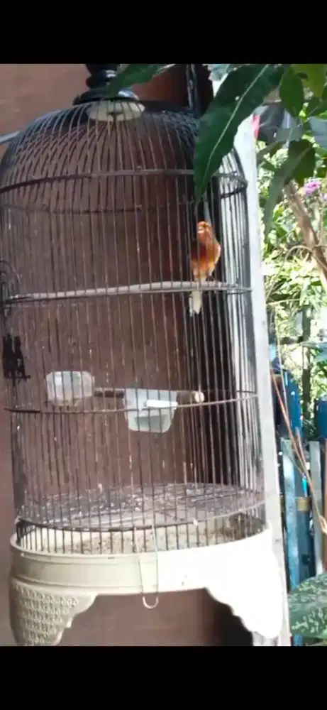 kenari an jalak surun gacor