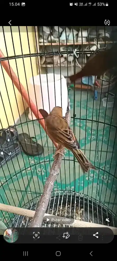 Burung Kenari Warna Gelap