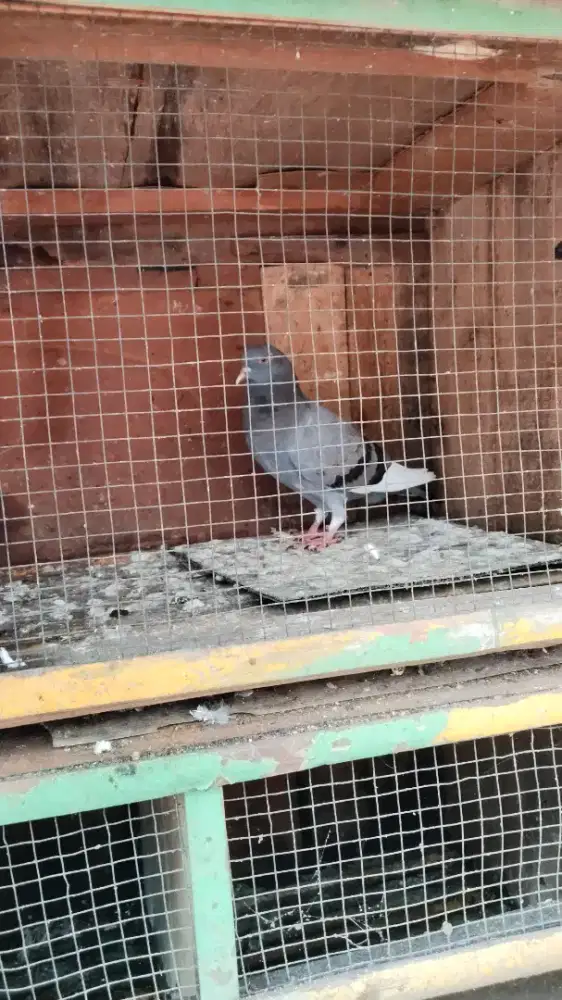 Burung dara borongan