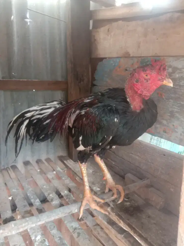Jual ayam bangkok