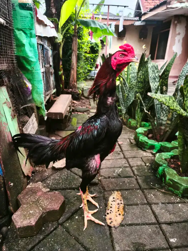 Ayam Bangkok Jago