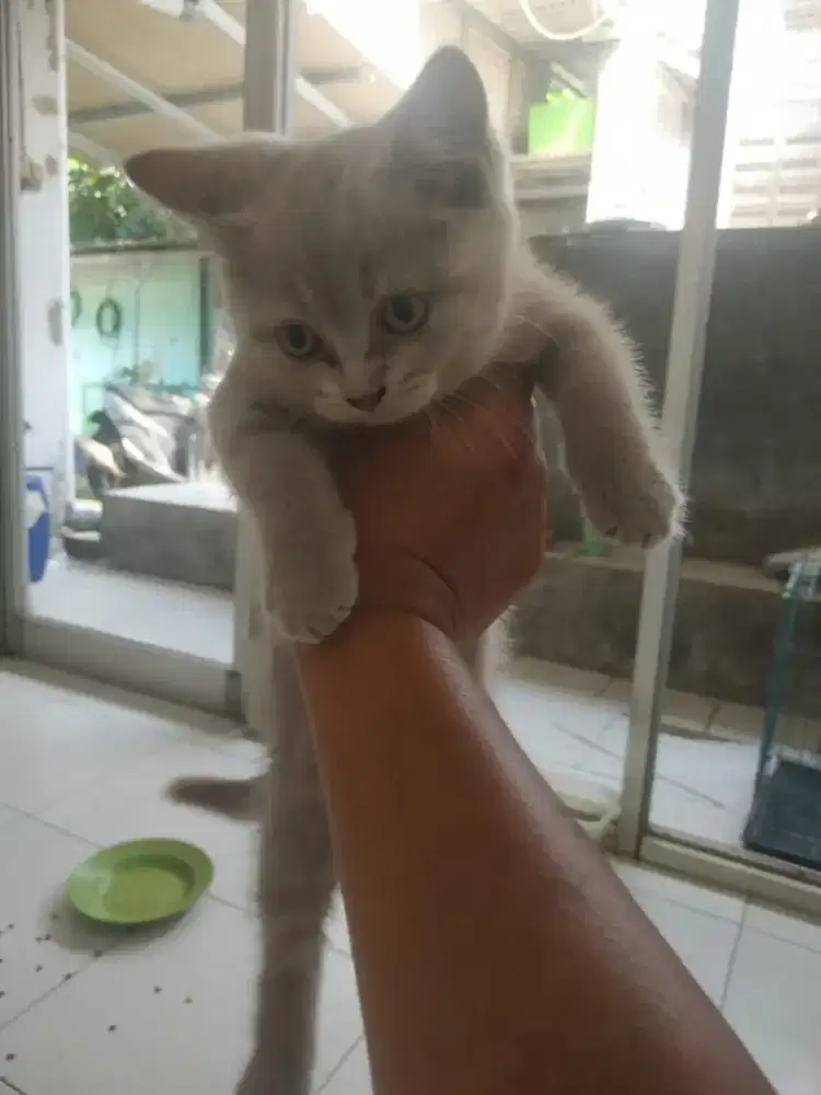 Kitten British short hair BSH 3 bulan betina Dan jantan