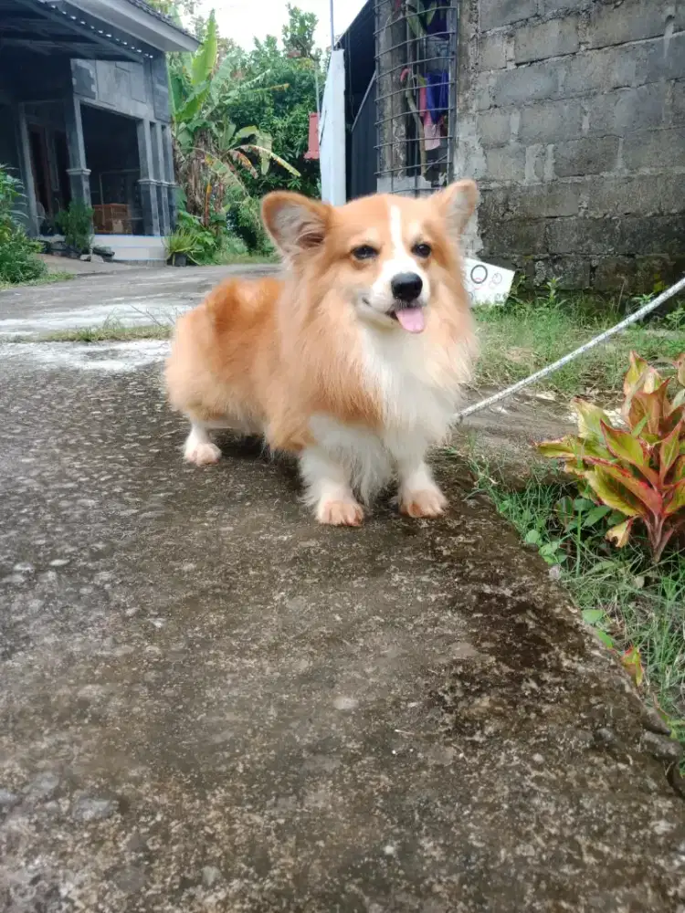 Pejantan corgi super cakep