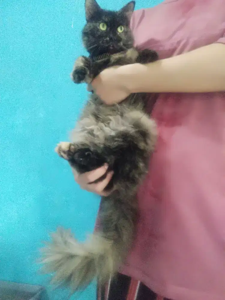 Kucing Persia tortie birahi
