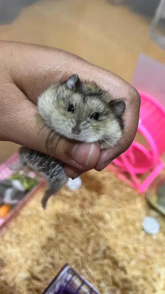 HAMSTER JINAK GRATIS