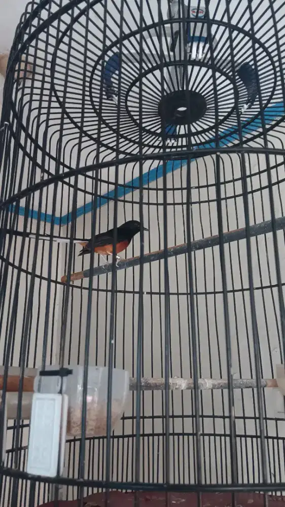 Murai medan pastol trah ekor 22cm