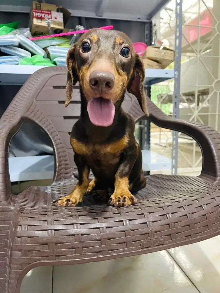 DIJUAL TEKEL MINI JANTAN BROWN & TAN