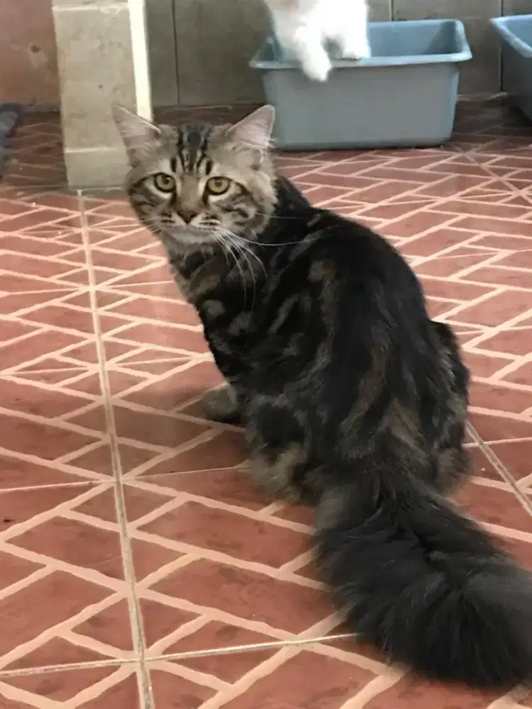 Jual kucing Munchkin