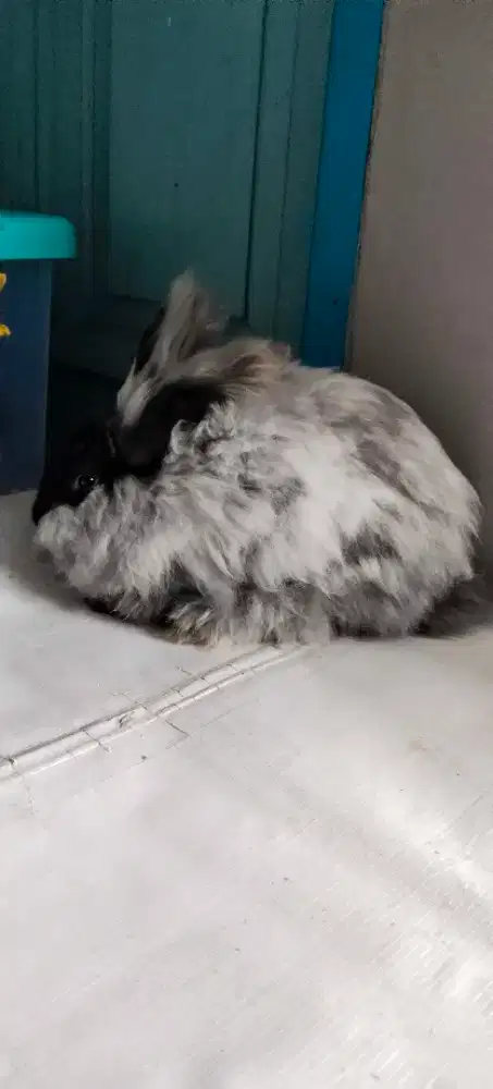 Kelinci anggora jantan