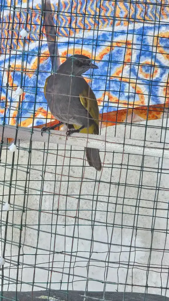 Cucak kelabu speet rapat