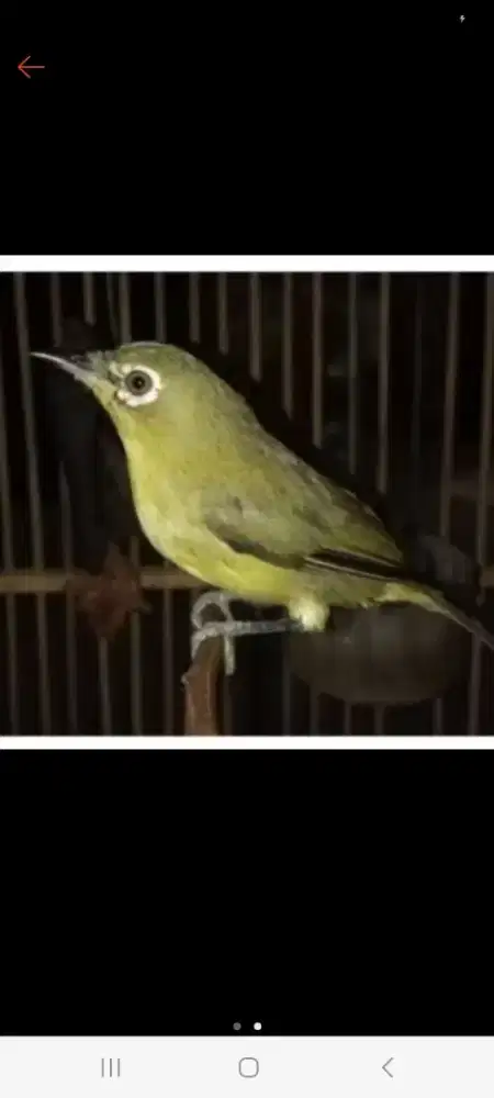 burung kacamata kecil