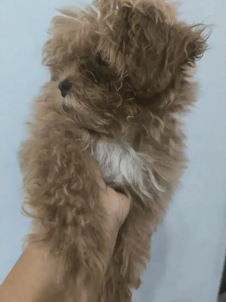 Dijual anak anjing shihpoo